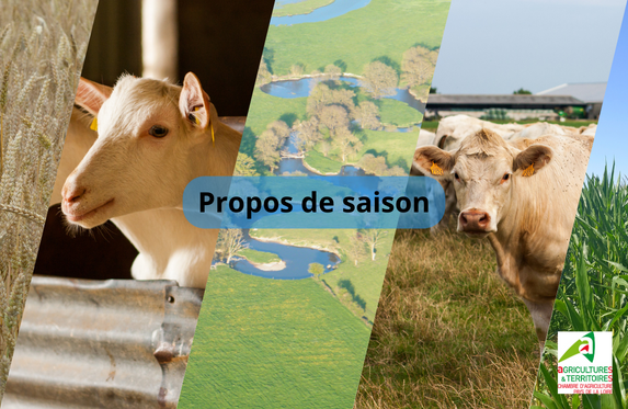 Propos de saison - L’eau en élevage bovin : conseils pratiques & Céréales : fusariose de l'épi