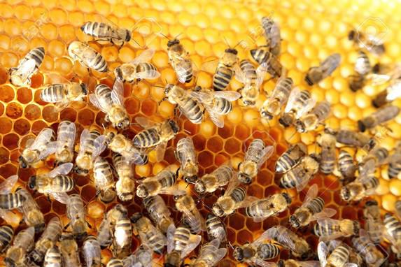 La FNSEA reconduit une opération sucre au profit des apiculteurs !