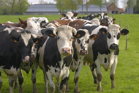 Enquête laitière : collecte vendéenne en 2020