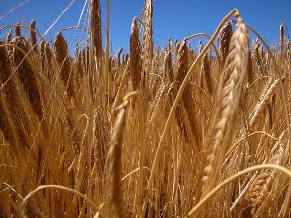 Récolte -  Grosse déprime pour le prix du blé tendre