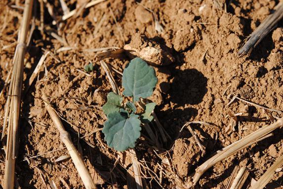 Semis d'hiver - Agreste atténue la hausse du colza et la baisse des orges d'hiver