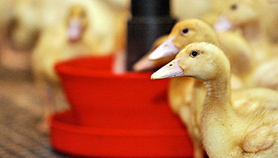 Influenza aviaire - le virus circule toujours en Italie et en Suisse