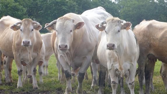 Pays de la Loire - Viande bovine : du mieux à  pérenniser