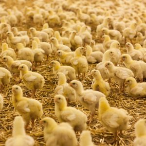 IAHP : le solde de l’aide économique ouvert aux éleveurs