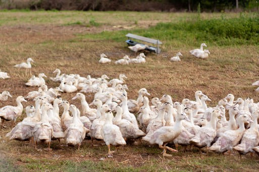 Influenza aviaire - Programme d’indemnisation du FMSE pour l’IAHP 2021-2022
