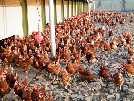 Influenza Aviaire - Les éleveurs ont encore une semaine pour remplir le formulaire pour les aides liées aux vides sanitaires allongés