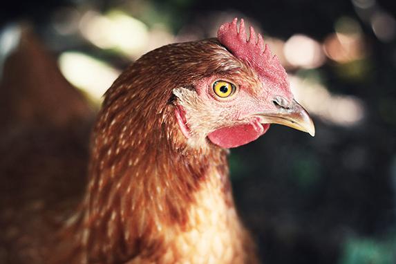 Influenza aviaire : Carte de repeuplement