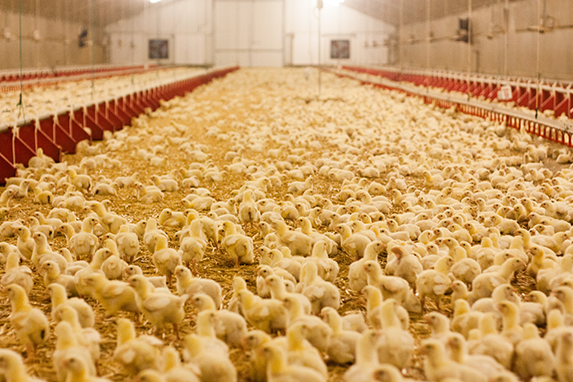 Influenza aviaire - Aide économique Influenza aviaire : enfin disponible
