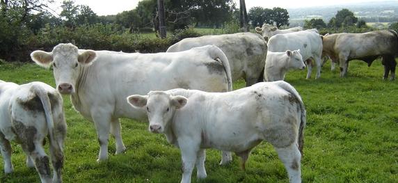 Aide bovine COVID : près de 900 000 € pour les éleveurs vendéens
