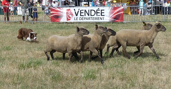 La Vendée reçoit le concours européen