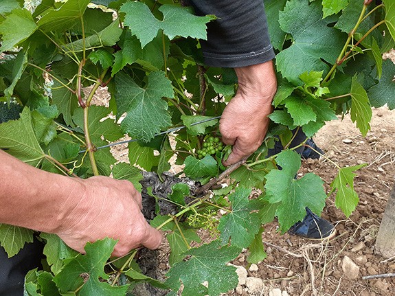 Vendée - Ce que les vignerons peuvent demander suite au gel