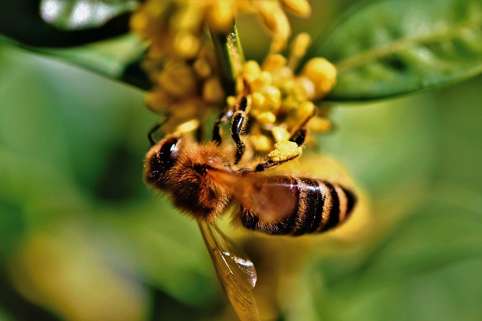 JUSTE - Juste & Vendéen : le miel fait sa rentrée