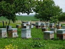 MAE Nationale - Apiculture