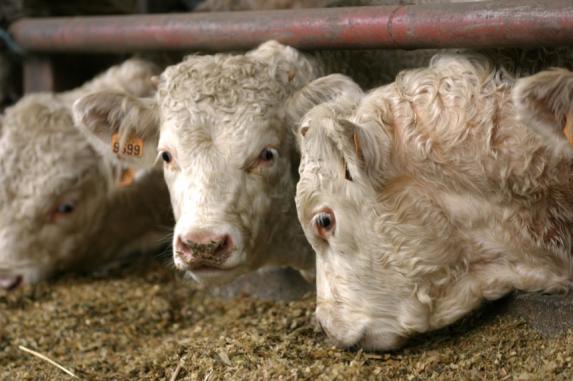 Viande bovine - le Brésil redevient le premier exportateur mondial (USDA)