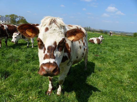 [VIDEO] Conjoncture laitière - La reprise de la collecte interrompue en France début octobre