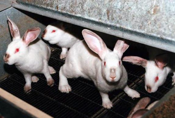 Maladie virale : la VHD inquiète les éleveurs de lapins 