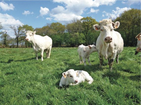 Pays de la Loire - De gros écarts de coût de production et de rémunération en viande bovine