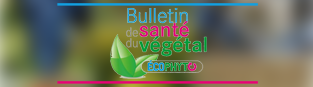Bulletin de santé du végétal