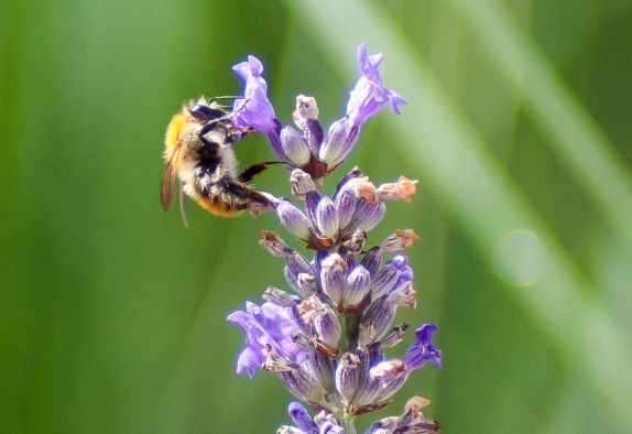 Abeilles - Rappel des mesures de protection des abeilles et autres pollinisateurs