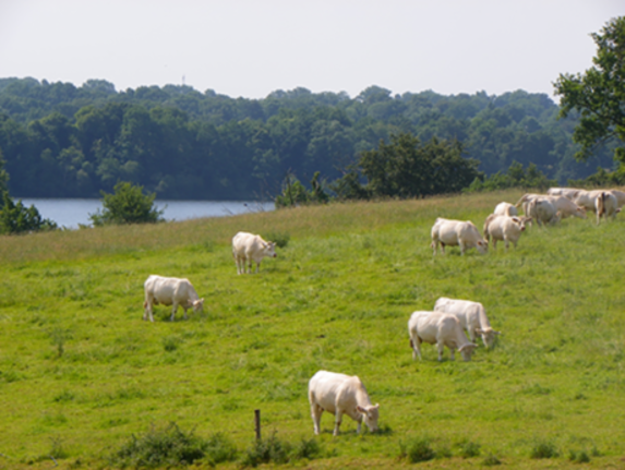 Vendée - Un rallye de l'élevage allaitant à la ferme des Etablières