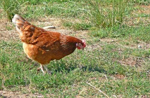 Vendée – Lutte contre l’influenza aviaire dans les basses-cours