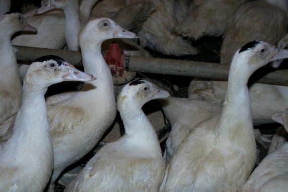 Vendée - Faites votre demande d'aide d'urgence pour les éleveurs de canards de chair et de pigeons en ligne