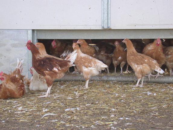 Influenza aviaire : Annonces des indemnisations