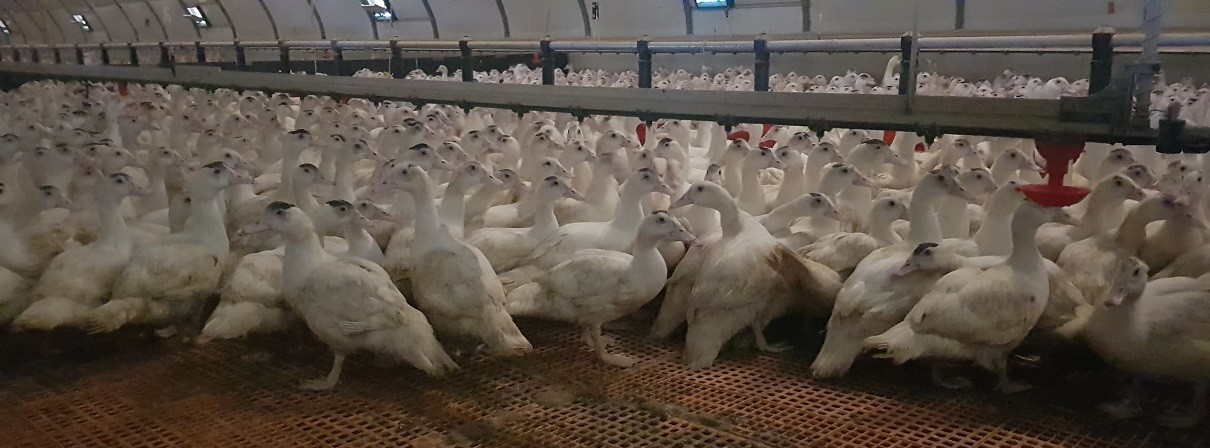 Vendée - un élevage de canards infecté en Vendée 