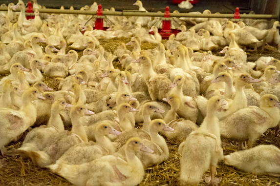Influenza aviaire : Nouveau foyer au Boupère