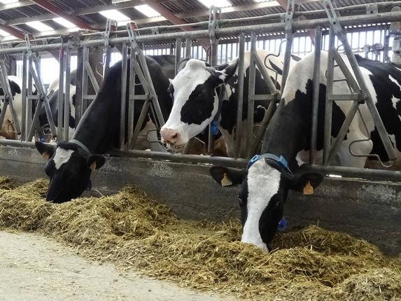 [COVID-19] Lait - Impacts de la crise sanitaire sur les élevages bovins lait
