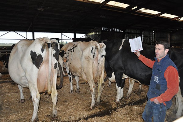 Vendée : élevage laitier, comment optimiser le coût de sa ration alimentaire