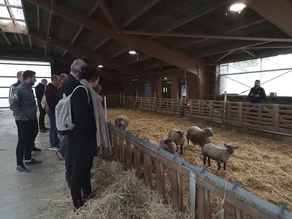 Vendée - Première journée technique ovine départementale