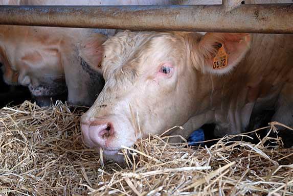 Viande bovine - Aide de 60 millions d’euros aux éleveurs allaitants : mode d’emploi.