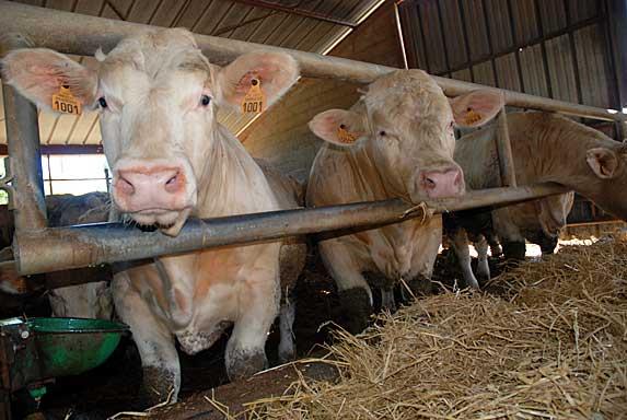France - Viande bovine : « un déficit d’organisation 