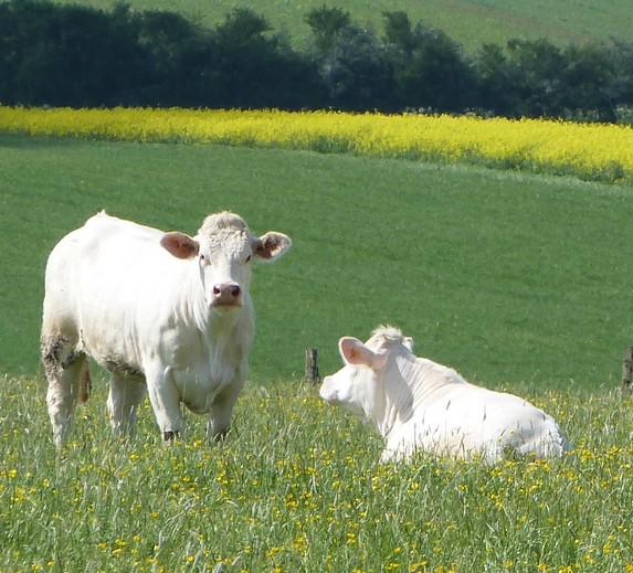 Vendée -Prophylaxie bovine : report de la date de clôture de campagne