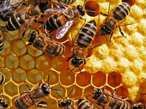 Biodiversité - Détruire les couverts en fin de journée pour les abeilles