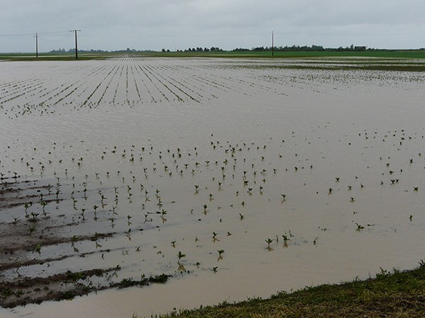 Vendée - Une calamité de plus pour nos agriculteurs