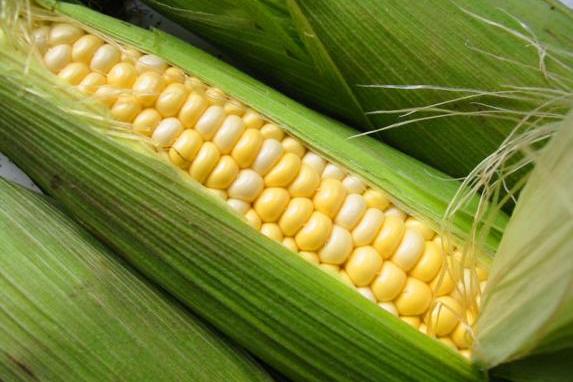 Vendée - Attention aux récoltes de maïs précoces
