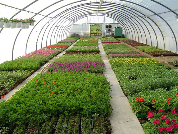 [COVID-19] Horticulture : « Quelles solutions le Gouvernement entend mettre en œuvre ? »