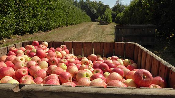 [COVID-19] Vendée - Pommes, poires : la vente directe s'adapte