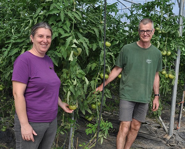 Vendée - Tomates : une prolifération de pucerons inédite et maîtrisée
