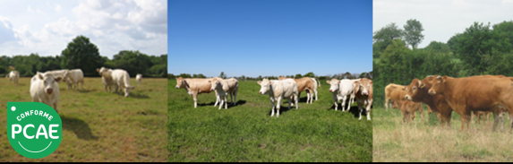 Formation PCAE : Coût de production et autonomie alimentaire en viande bovine
