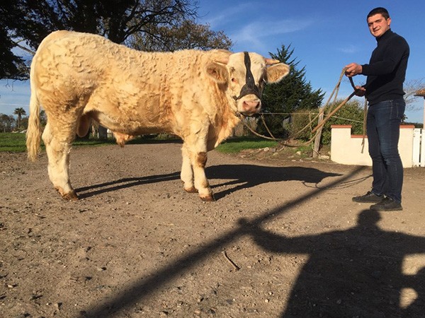 Vendée-  Tech'élevage : « L’engouement autour de la race charolaise renforcée »