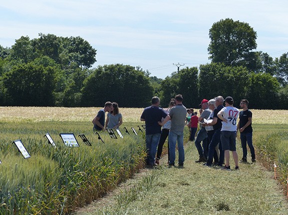 Pays de la Loire - Nouvelles variétés de blé tendre d’hiver : résultats d’essais 