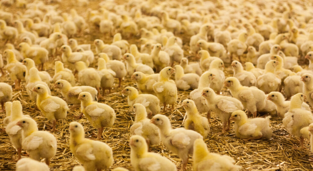 Aviculture-Poussins-Bâtiment-volaille