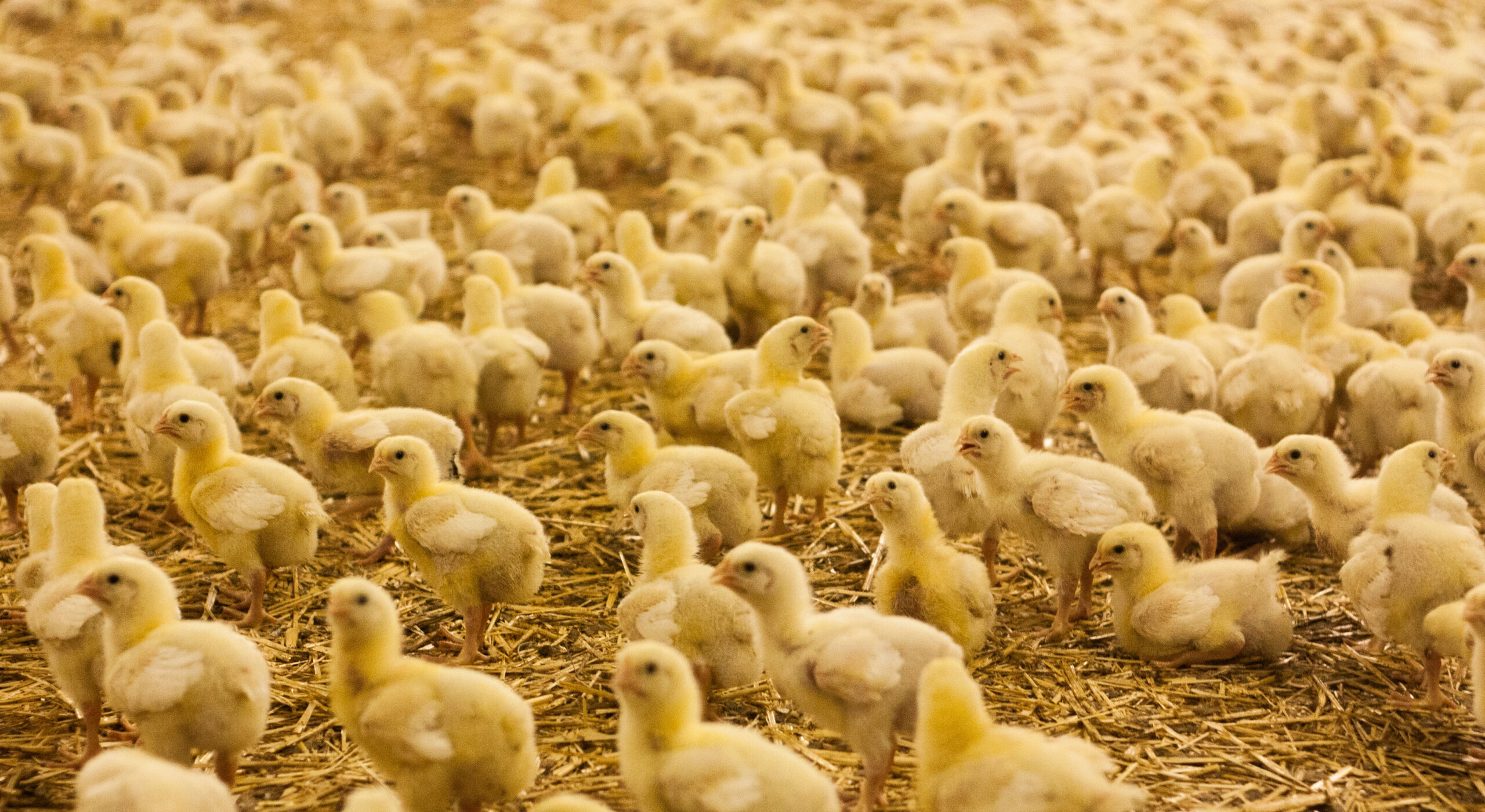 Influenza aviaire : ouverture du guichet des avances de l’indemnisation du 13 avril 2026 à 14h au 15 mai 2026 à 14h