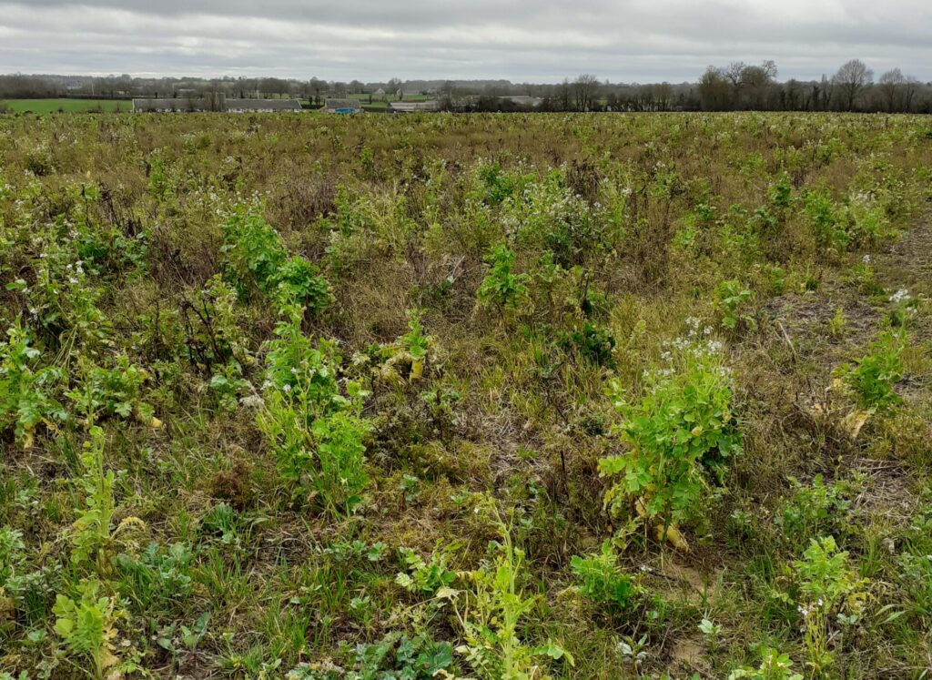 Semer son couvert d'été dans les trois jours suivant la moisson