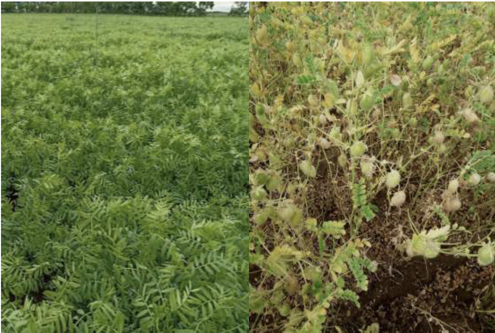 Cultures de lentilles (à gauche) et de pois chiche (à droite). Source : Terres Inovia