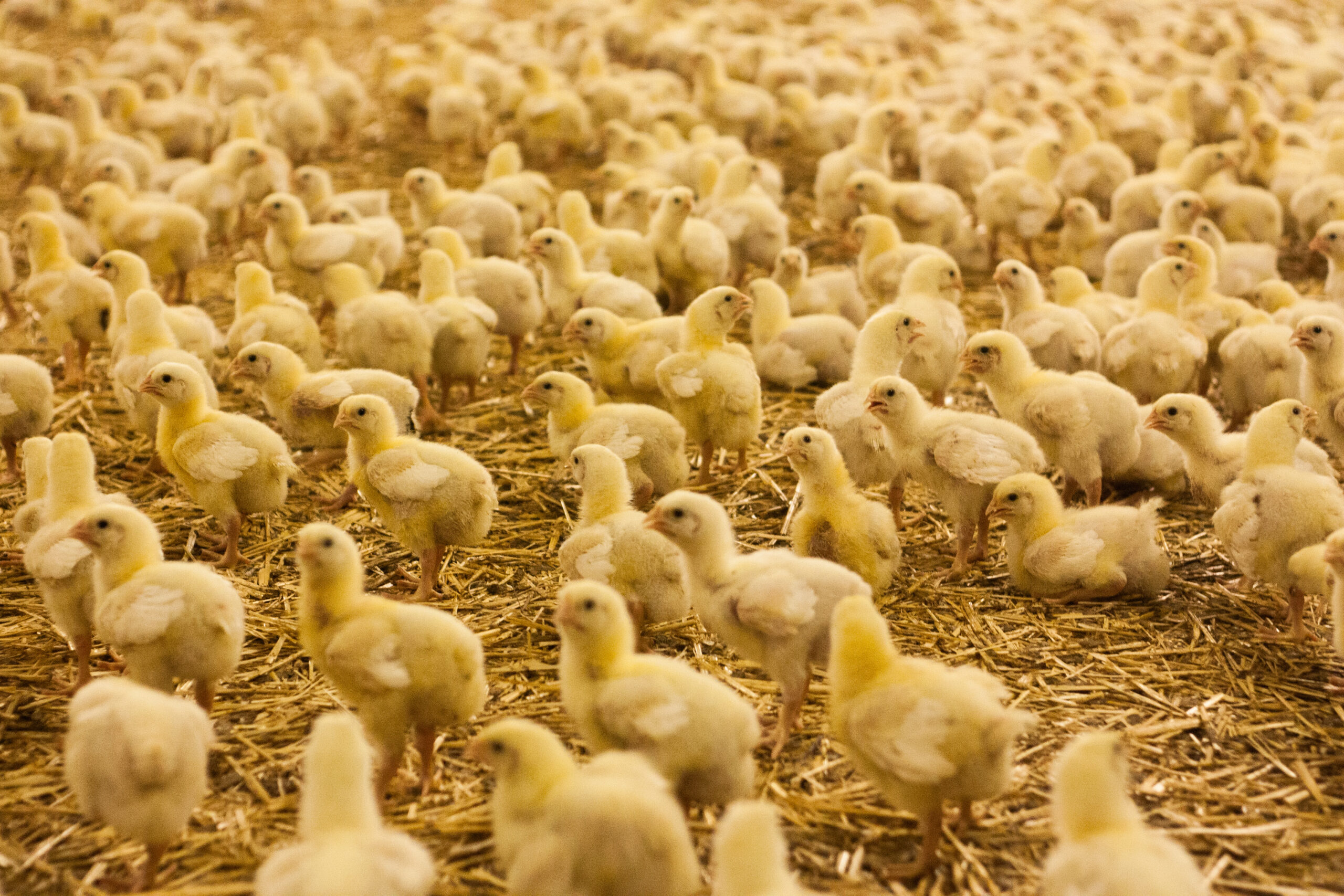 Influenza aviaire : la France placée en  niveau de risque « élevé » 