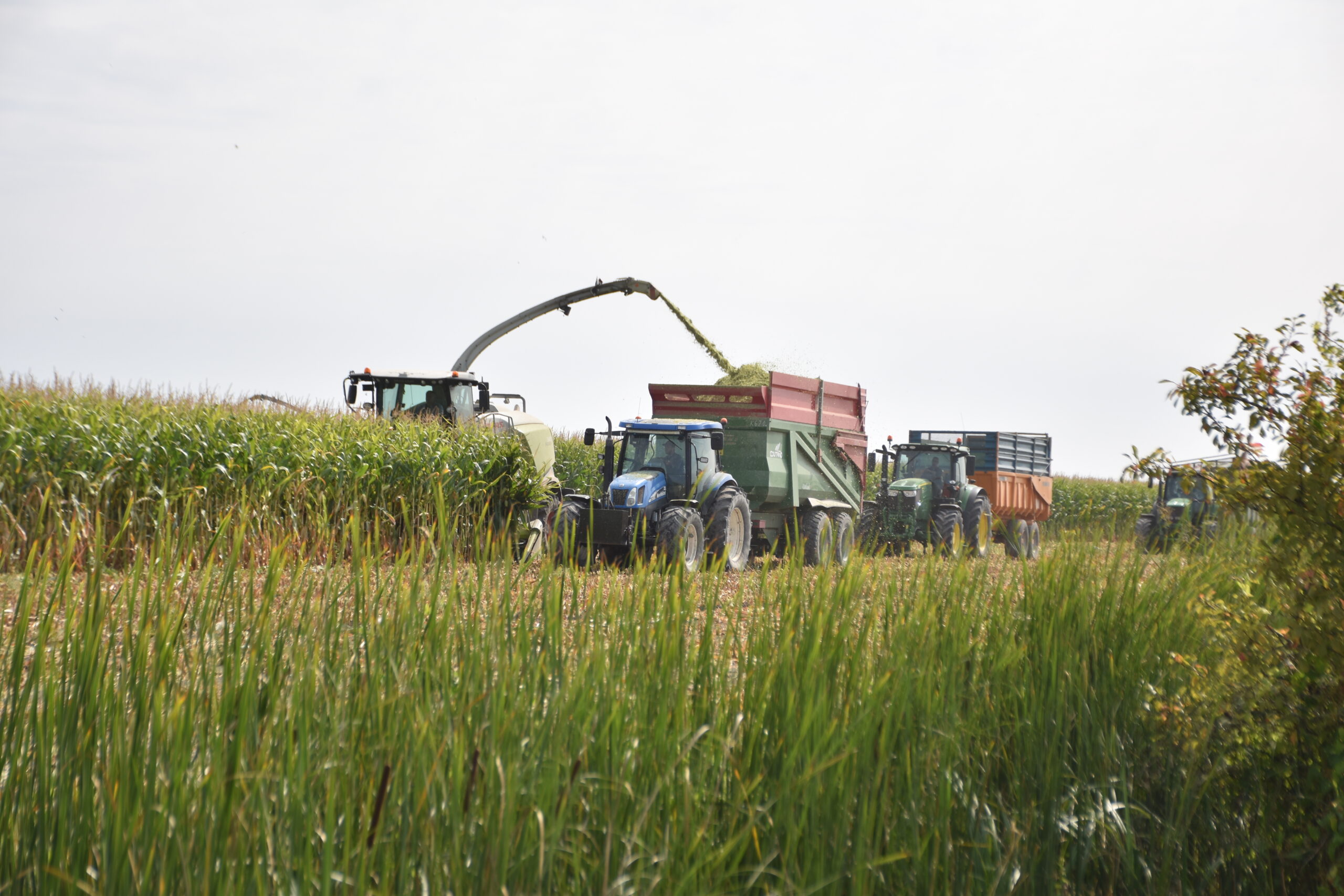 Sud-Vendée : les ensilages de maïs sont lancés